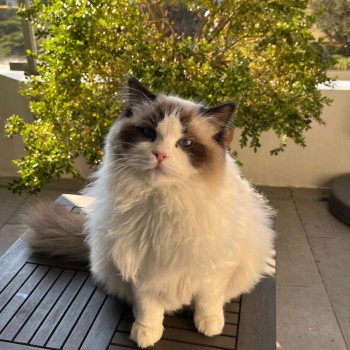 Elevage sérieux de Ragdoll LOOF grandes lignées chaton aux yeux bleus disponible à l’adoption - Seal point et blanc bicolore- Région parisienne - Saint cloud - département 92 - Ile de france Elevage sérieux de Ragdoll LOOF grandes lignées chaton aux yeux bleus disponible à l’adoption - Seal point et blanc bicolore- Région parisienne - Saint cloud - département 92 - Ile de france