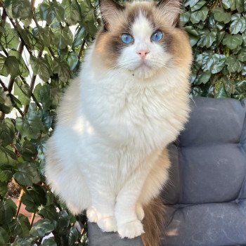 Elevage sérieux de Ragdoll LOOF grandes lignées chaton aux yeux bleus disponible à l’adoption - Seal point et blanc bicolore- Région parisienne - Saint cloud - département 92 - Ile de france Elevage sérieux de Ragdoll LOOF grandes lignées chaton aux yeux bleus disponible à l’adoption - Seal point et blanc bicolore- Région parisienne - Saint cloud - département 92 - Ile de france