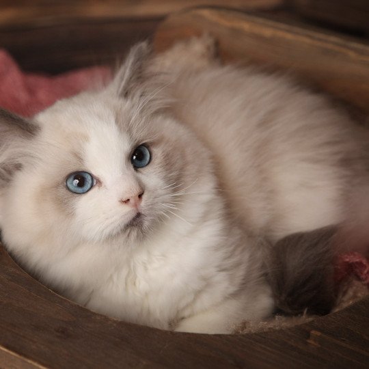 Yoko de l'Arbre aux Chats Mâle Ragdoll