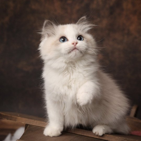 Wazabi de l'Arbre aux Chats Femelle Ragdoll