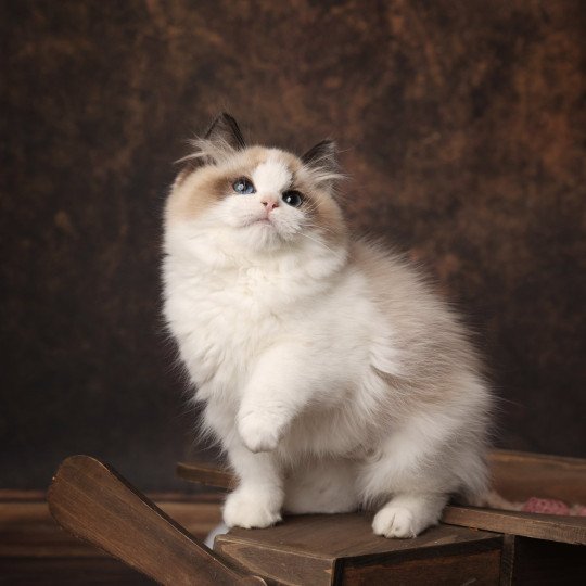 Zac de l'Arbre aux Chats Mâle Ragdoll
