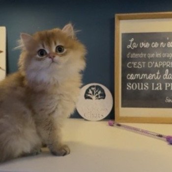 chaton British Longhair black golden shaded Adélice L'Arbre aux Chats