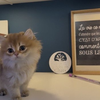 chaton British Longhair black golden shaded Adélice L'Arbre aux Chats