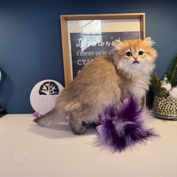 chaton British Longhair black golden shaded Adélice L'Arbre aux Chats