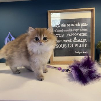 chaton British Longhair black golden shaded Adélice L'Arbre aux Chats