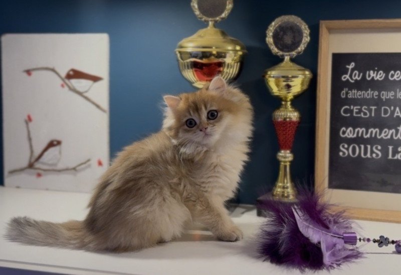 Adélice de l'Arbre aux Chats Femelle British Longhair