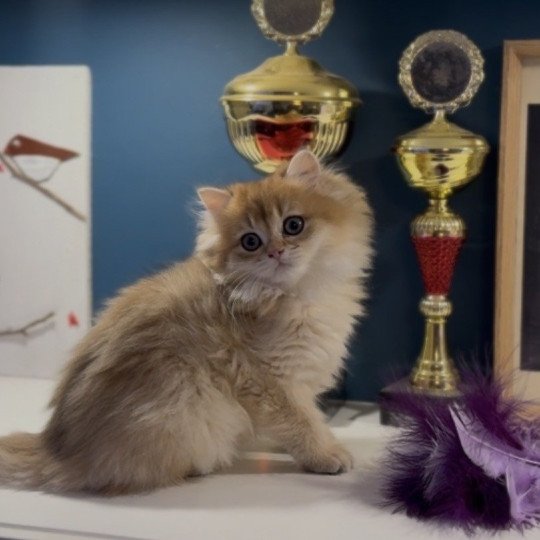 Adélice de l'Arbre aux Chats Femelle British Longhair