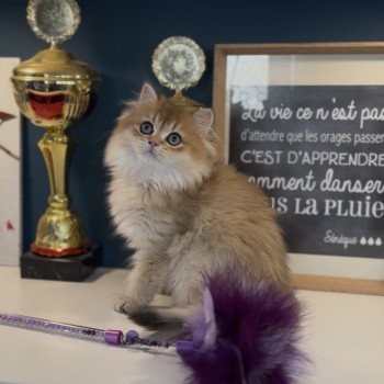 chaton British Longhair black golden shaded Adélice L'Arbre aux Chats