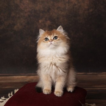 chaton British Longhair black golden shaded Adélice L'Arbre aux Chats