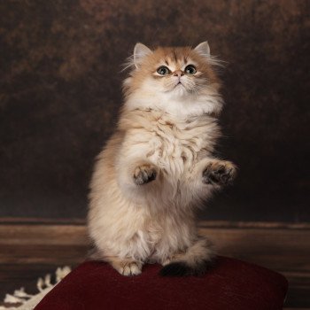 chaton British Longhair black golden shaded Adélice L'Arbre aux Chats