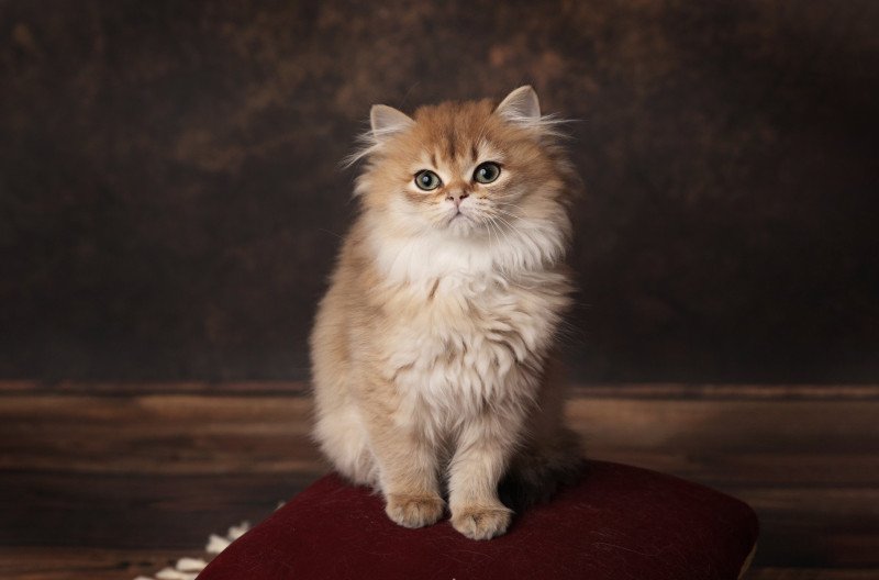 Adélice de l'Arbre aux Chats Femelle British Longhair