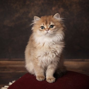 chaton British Longhair black golden shaded Adélice L'Arbre aux Chats