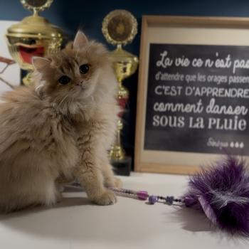chaton British Longhair black golden shaded Adélice L'Arbre aux Chats