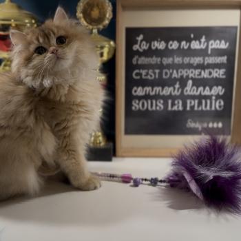 chaton British Longhair black golden shaded Adélice L'Arbre aux Chats