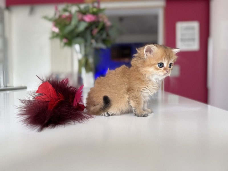 Aïko de l'Arbre aux Chats Mâle British Longhair