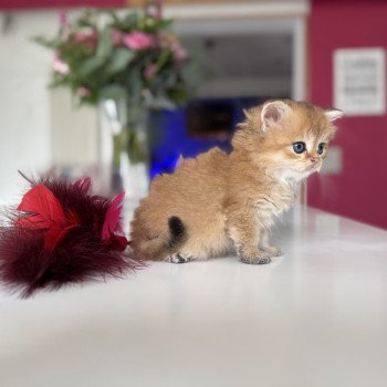chaton British Longhair black golden shaded Aïko L'Arbre aux Chats