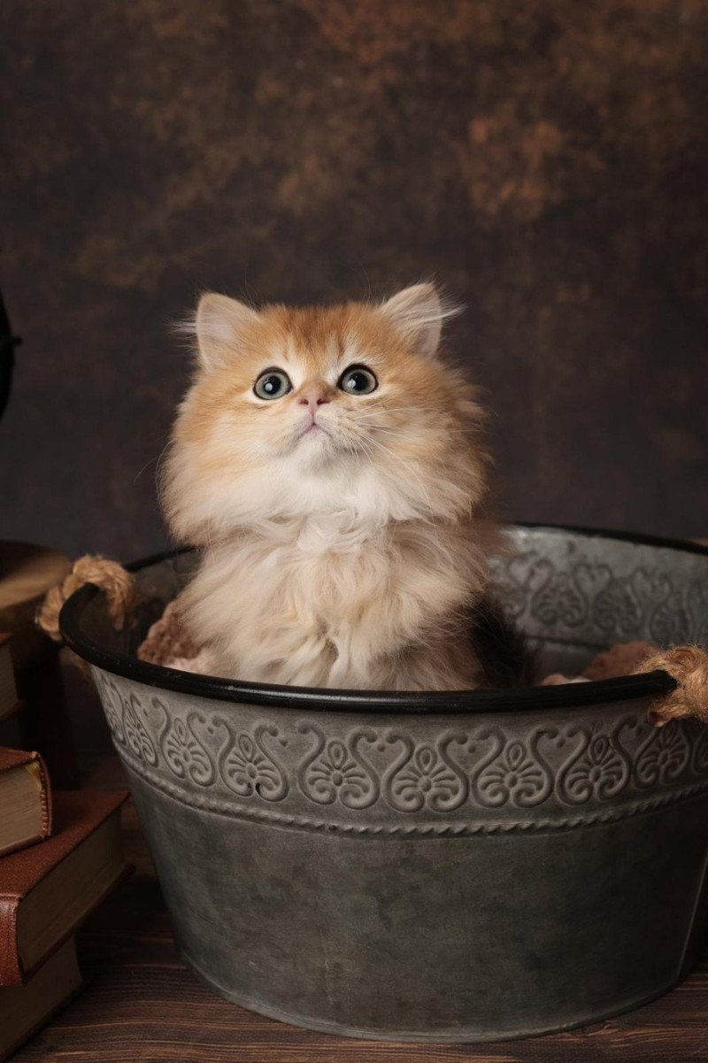 Aïko de l'Arbre aux Chats Mâle British Longhair