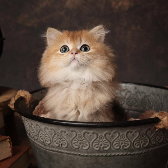 Aïko de l'Arbre aux Chats Mâle British Longhair