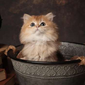 Aïko de l'Arbre aux Chats Mâle British Longhair