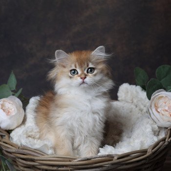 chaton British Longhair black golden shaded Albus L'Arbre aux Chats chaton British Longhair black golden shaded Albus L'Arbre aux Chats