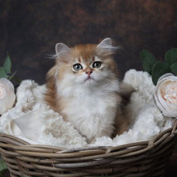 chaton British Longhair black golden shaded Albus L'Arbre aux Chats chaton British Longhair black golden shaded Albus L'Arbre aux Chats