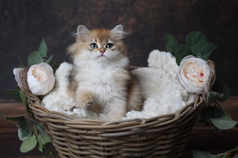 Albus de l'Arbre aux Chats Mâle British Longhair Albus de l'Arbre aux Chats Mâle British Longhair