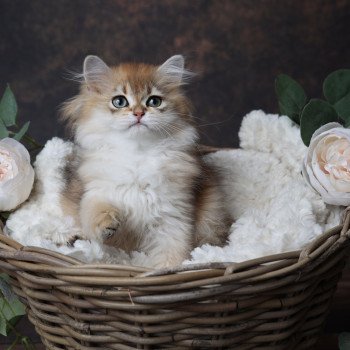 chaton British Longhair black golden shaded Albus L'Arbre aux Chats chaton British Longhair black golden shaded Albus L'Arbre aux Chats