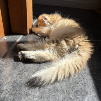chaton British Longhair black golden shaded Albus L'Arbre aux Chats