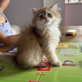 chaton British Longhair black golden shaded Albus L'Arbre aux Chats