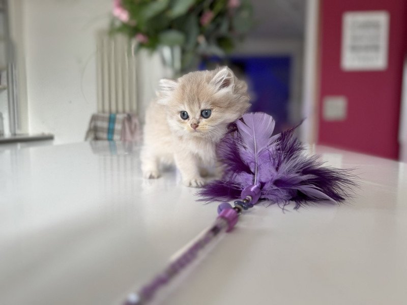 Alice de l'Arbre aux Chats Femelle British Longhair