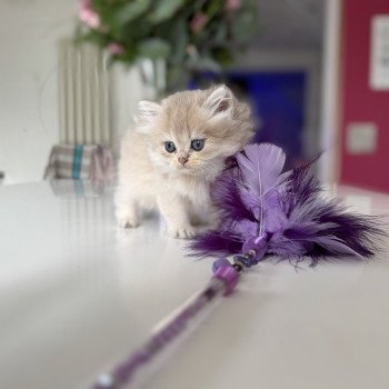 chaton British Longhair blue golden shaded Alice L'Arbre aux Chats