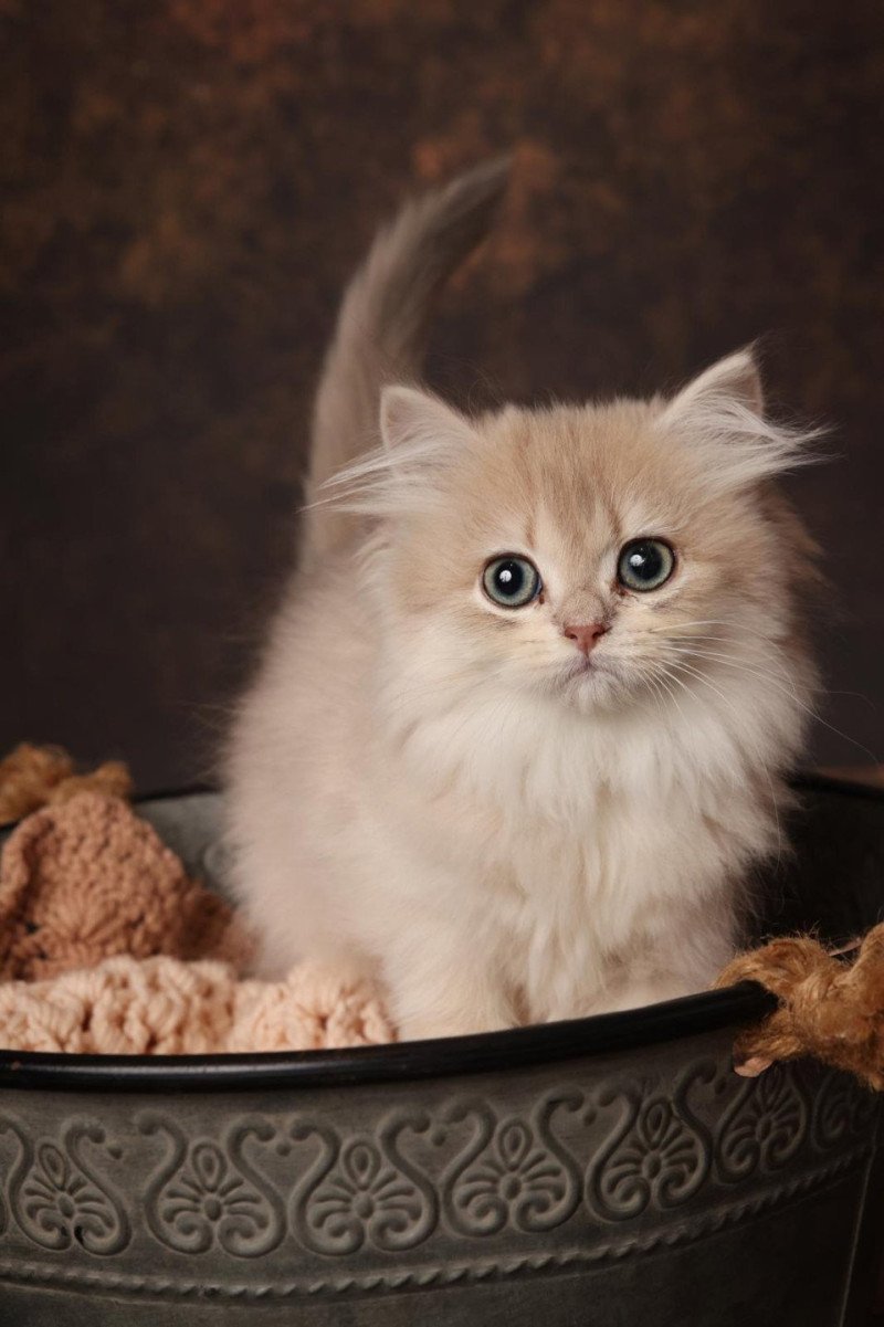 Alice de l'Arbre aux Chats Femelle British Longhair