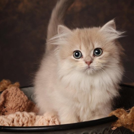 Alice de l'Arbre aux Chats Femelle British Longhair