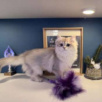 chaton British Longhair blue golden shaded Alice L'Arbre aux Chats