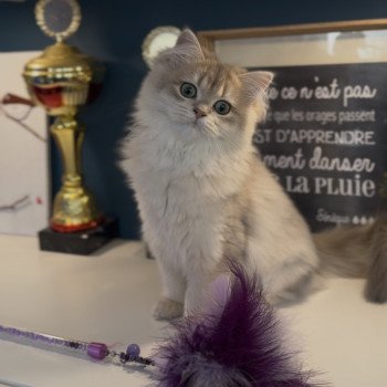 chaton British Longhair blue golden shaded Alice L'Arbre aux Chats