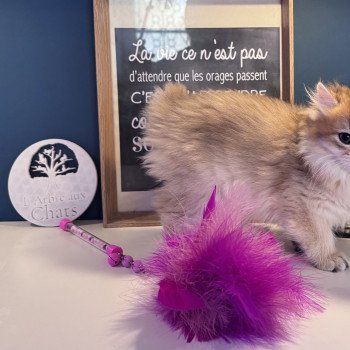 chaton British Longhair black golden shaded Annabelle L'Arbre aux Chats