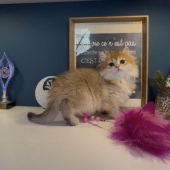 chaton British Longhair black golden shaded Annabelle L'Arbre aux Chats