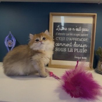 chaton British Longhair black golden shaded Annabelle L'Arbre aux Chats