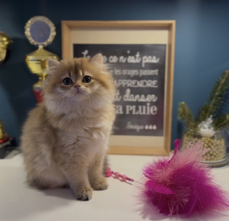 Annabelle de l'Arbre aux Chats Femelle British Longhair