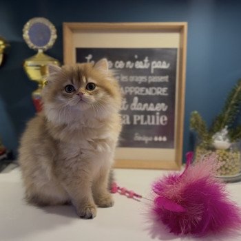 chaton British Longhair black golden shaded Annabelle L'Arbre aux Chats