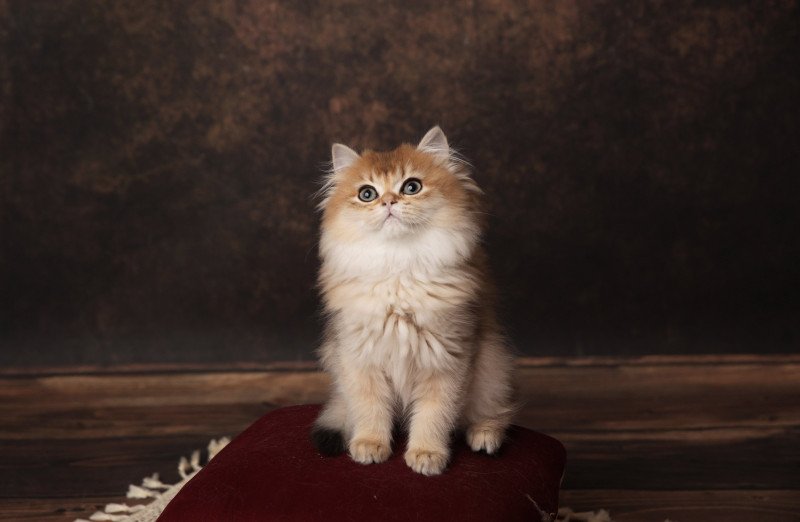 Annabelle de l'Arbre aux Chats Femelle British Longhair