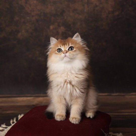 Annabelle de l'Arbre aux Chats Femelle British Longhair