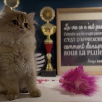 chaton British Longhair black golden shaded Annabelle L'Arbre aux Chats