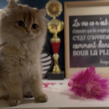 chaton British Longhair black golden shaded Annabelle L'Arbre aux Chats