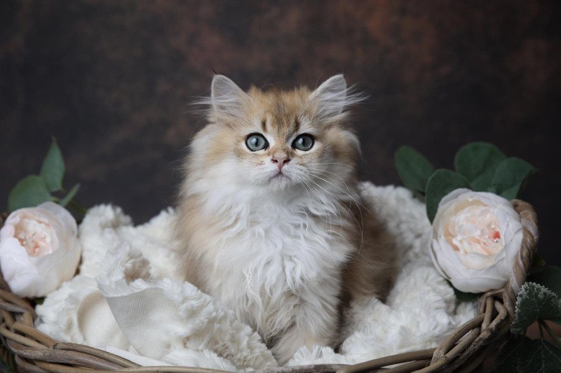 Arry de l'Arbre aux Chats Mâle British Longhair Arry de l'Arbre aux Chats Mâle British Longhair