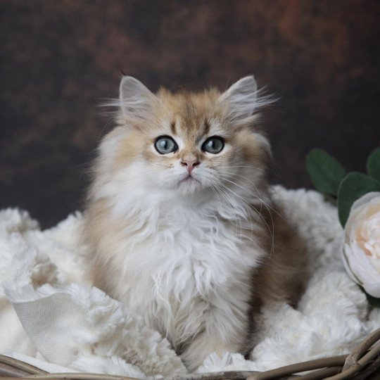 Arry de l'Arbre aux Chats Mâle British Longhair