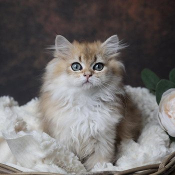 chaton British Longhair black golden shaded Arry L'Arbre aux Chats chaton British Longhair black golden shaded Arry L'Arbre aux Chats