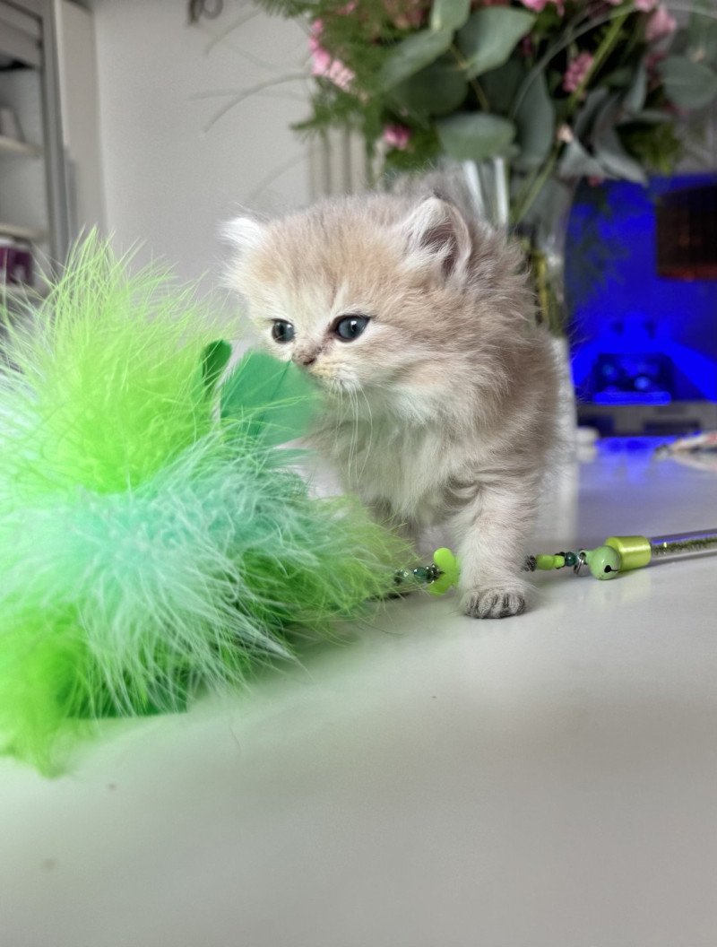 Artémis de l'Arbre aux Chats Femelle British Longhair