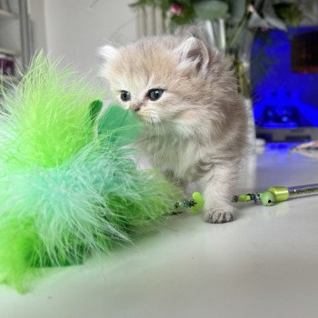chaton British Longhair blue golden shaded Artémis L'Arbre aux Chats
