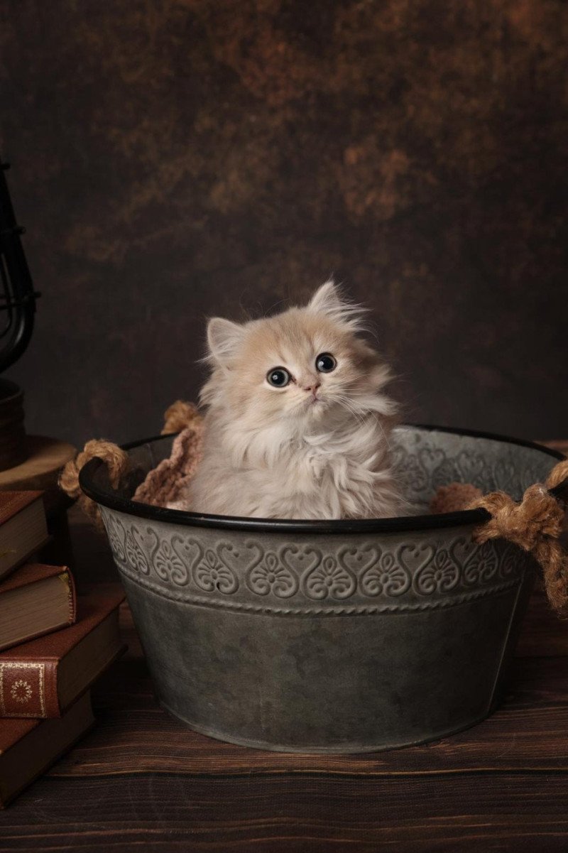 Artémys de l'Arbre aux Chats Femelle British Longhair